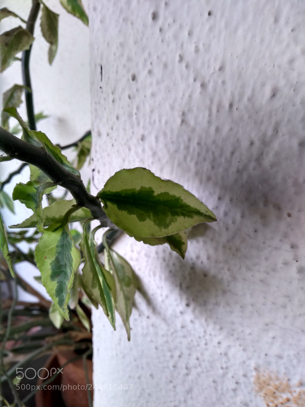 Motorola Moto G (5S) Plus sample photo. Random photography