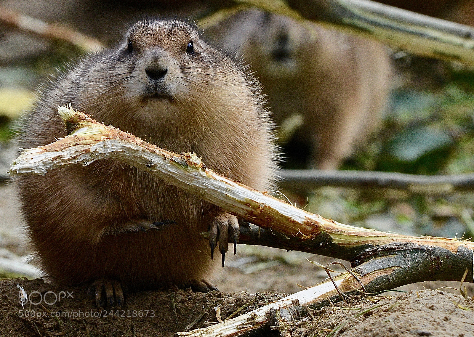 Nikon D800 sample photo. Grumpy prairie dog photography