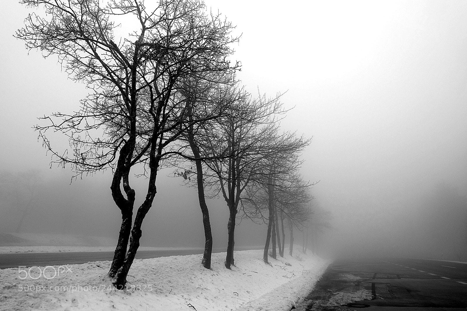 Fujifilm X-M1 sample photo. Bäume im nebel photography