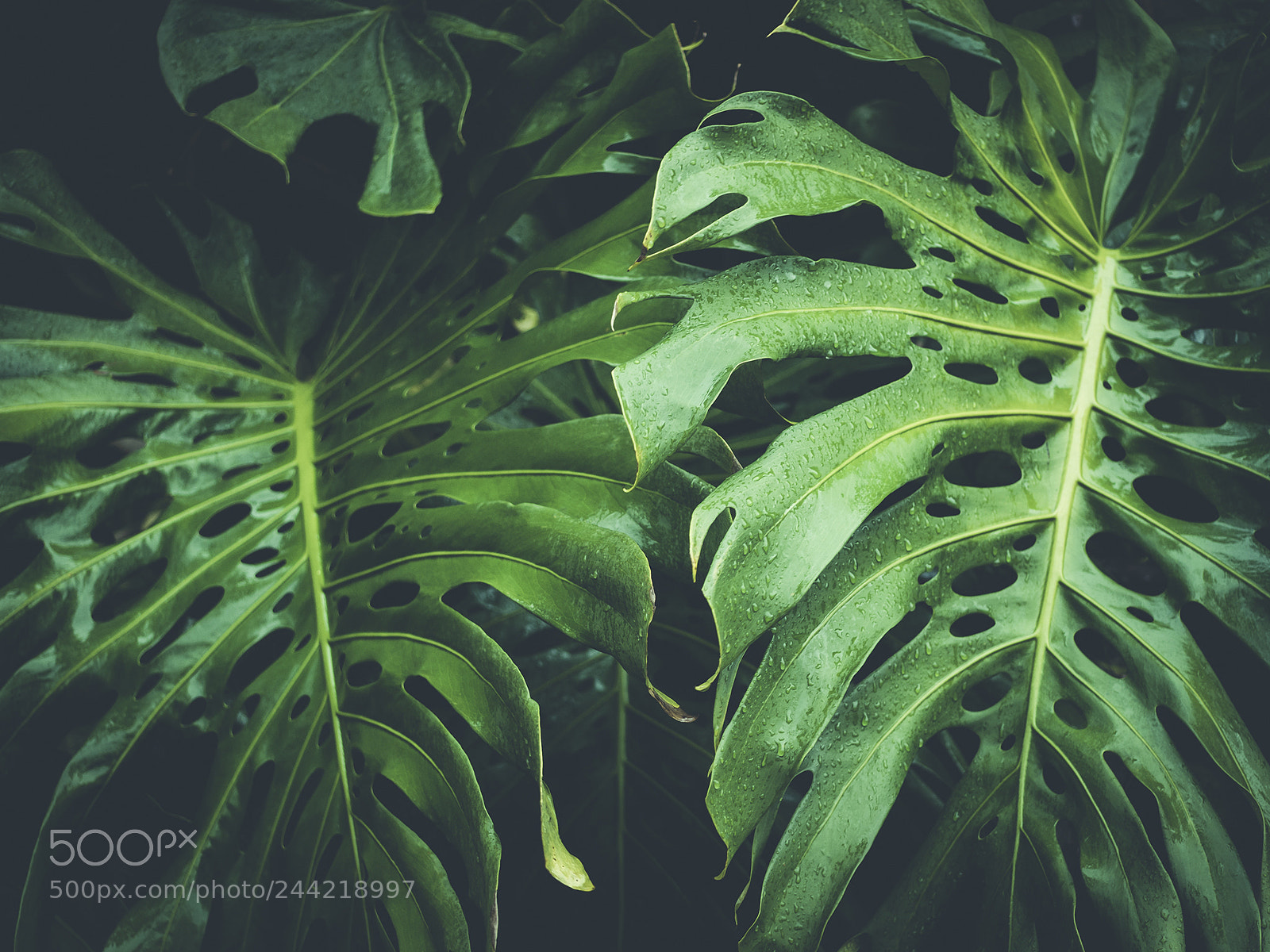 Olympus OM-D E-M10 II sample photo. Monstera deliciosa. photography