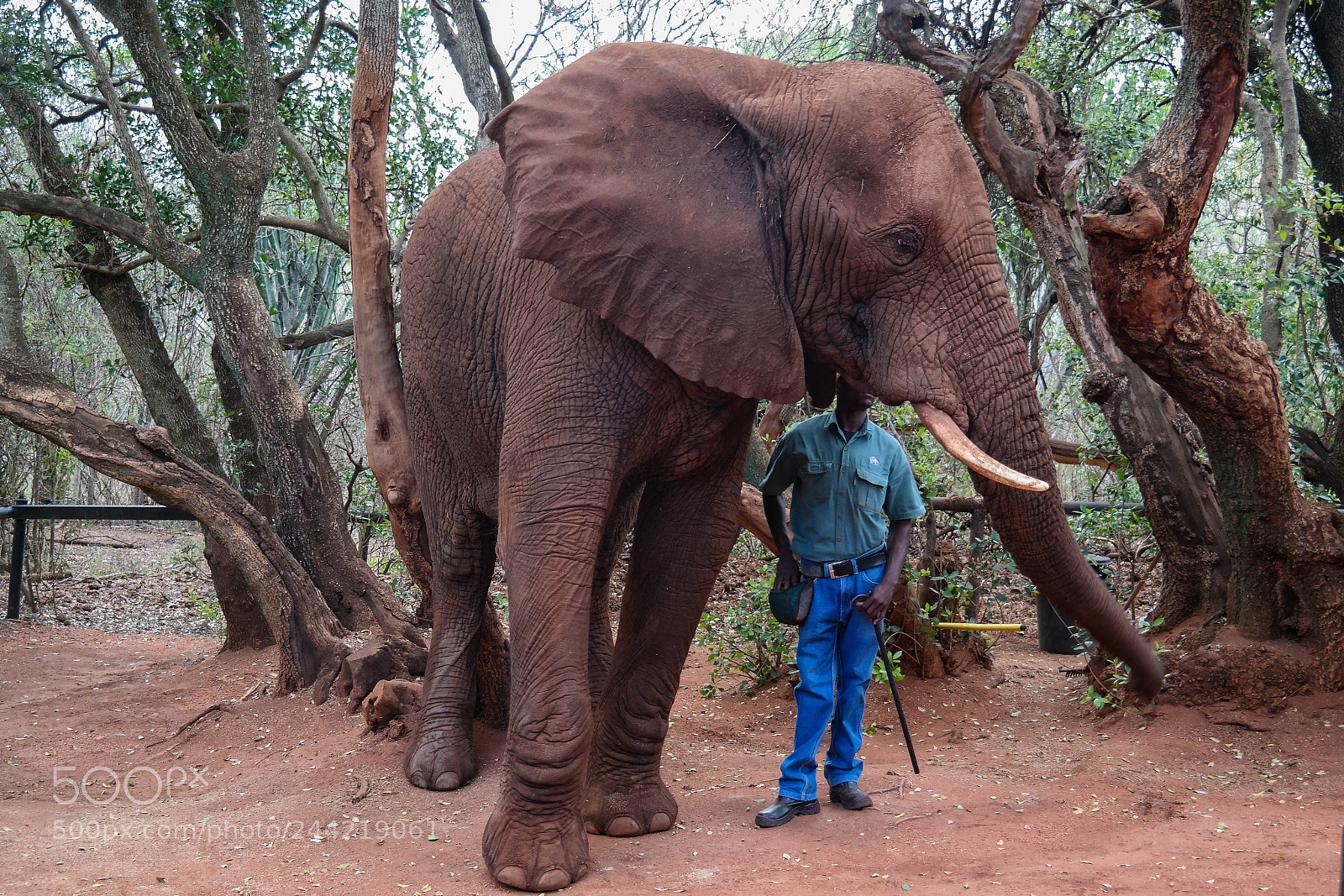 Samsung NX30 sample photo. Elephant sanctuary photography