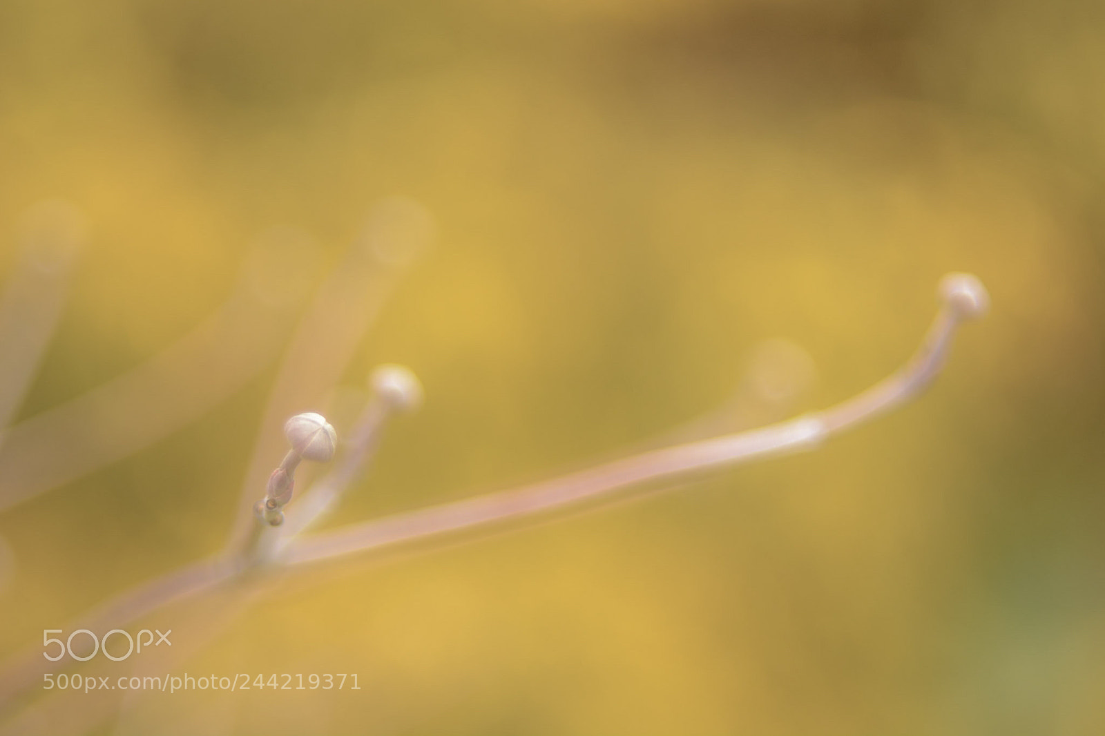 Nikon D7100 sample photo. Tiny... photography