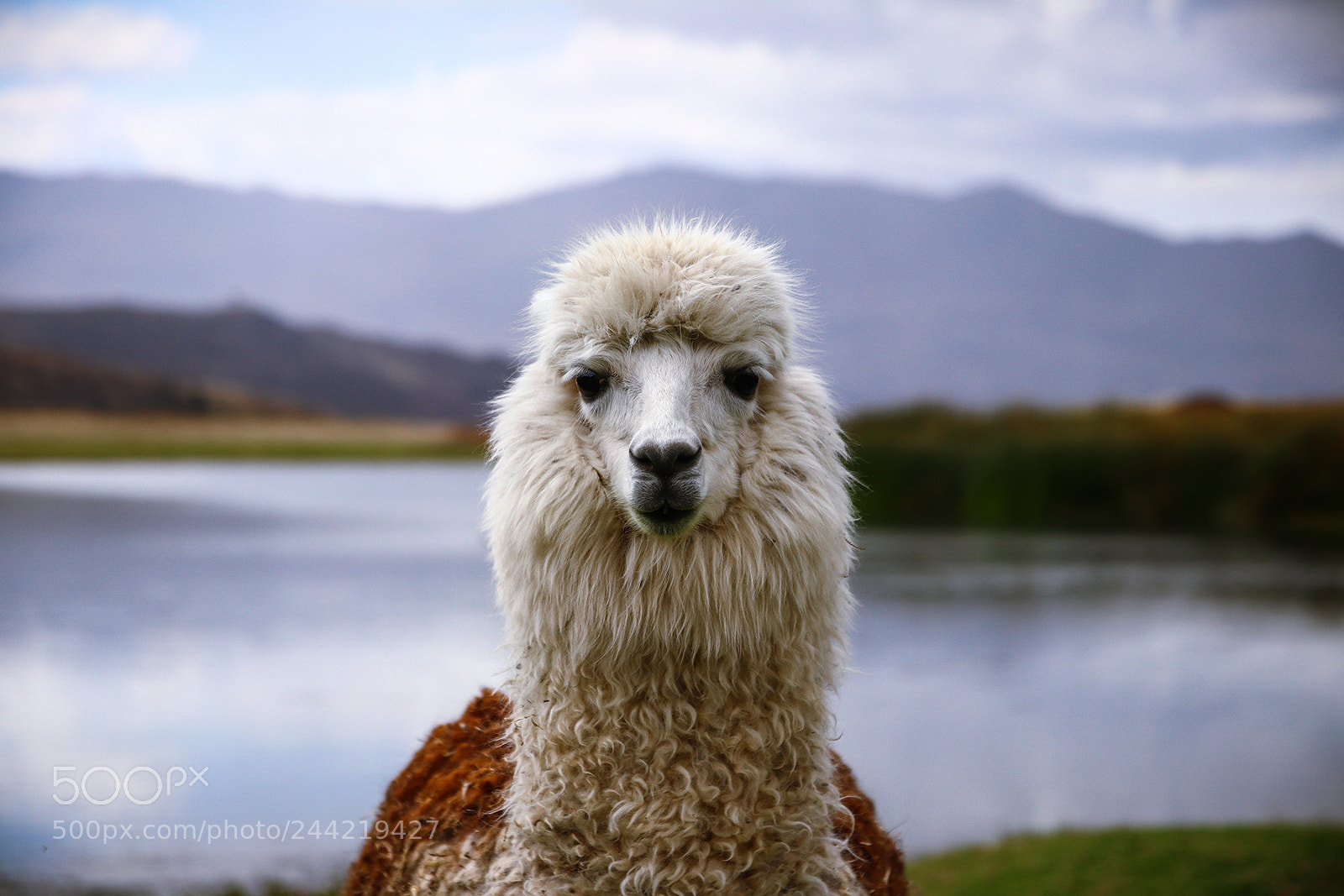 Canon EOS 77D (EOS 9000D / EOS 770D) sample photo. Alpaca portrait - perfect photography