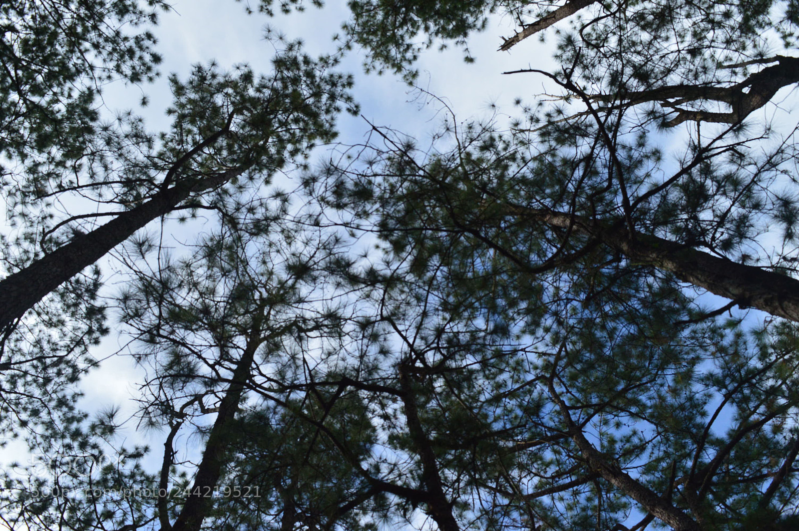 Nikon D3200 sample photo. Under the trees photography