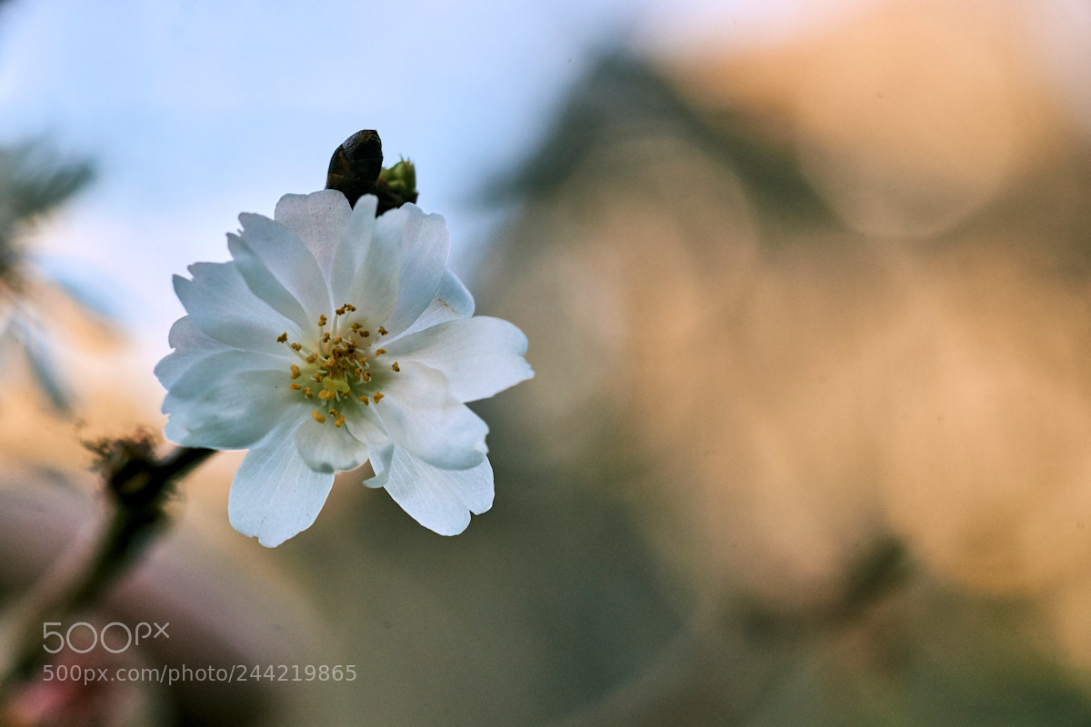 Sony SLT-A99V sample photo. Cherry blooming far to photography