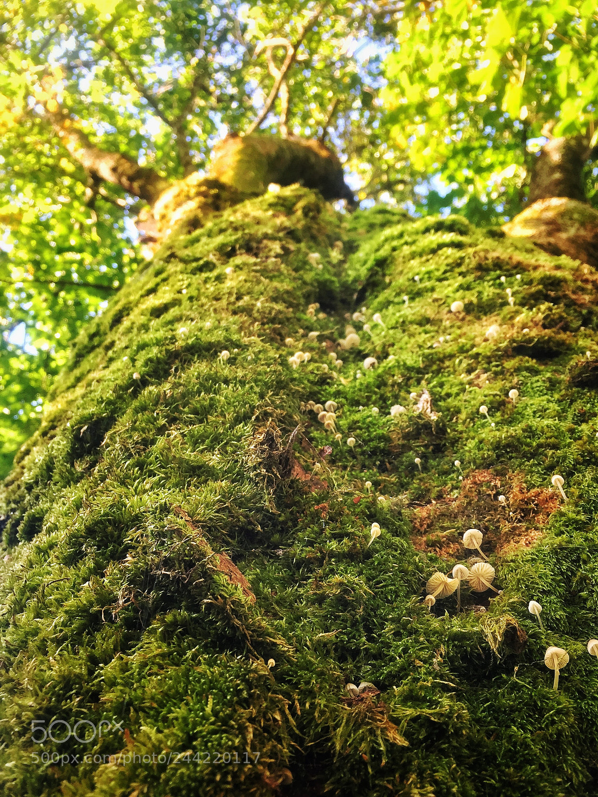 Apple iPhone 6 sample photo. Tree house of mushrooms photography
