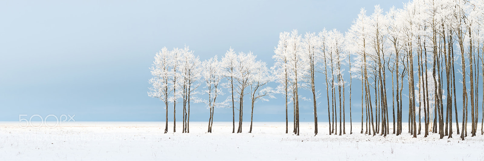 Nikon D500 sample photo. Sticks photography