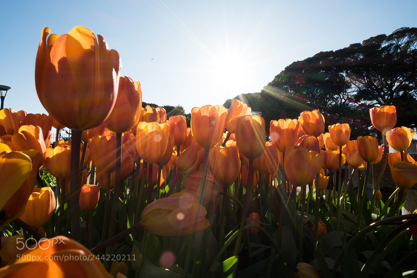 Fujifilm X-T10 sample photo. Tulips photography