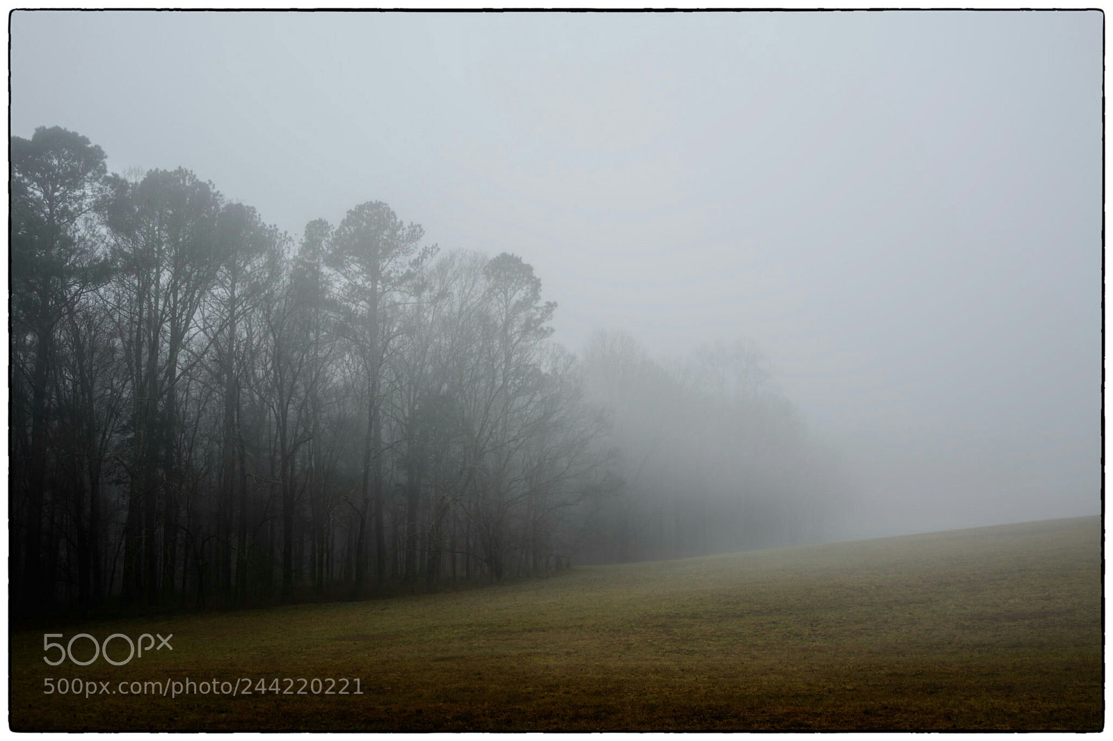 Nikon D7100 sample photo. Foggy morning photography