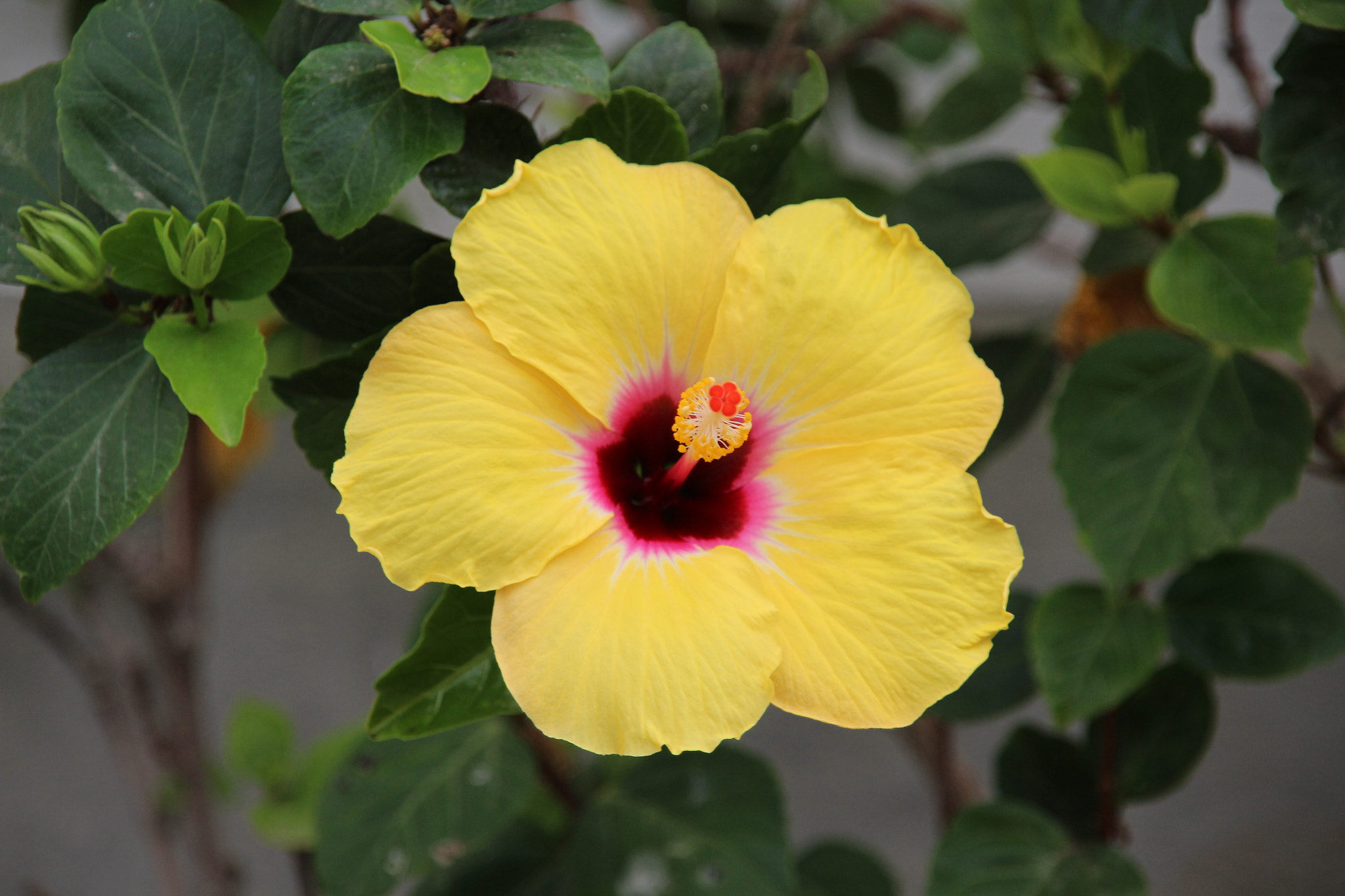 Sigma 18-200mm f/3.5-6.3 DC OS sample photo. Tellow beauty... photography