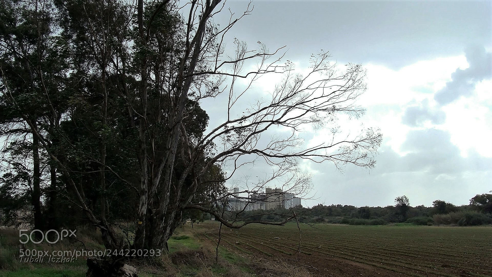 Sony Cyber-shot DSC-H10 sample photo. A satisfied field, after photography