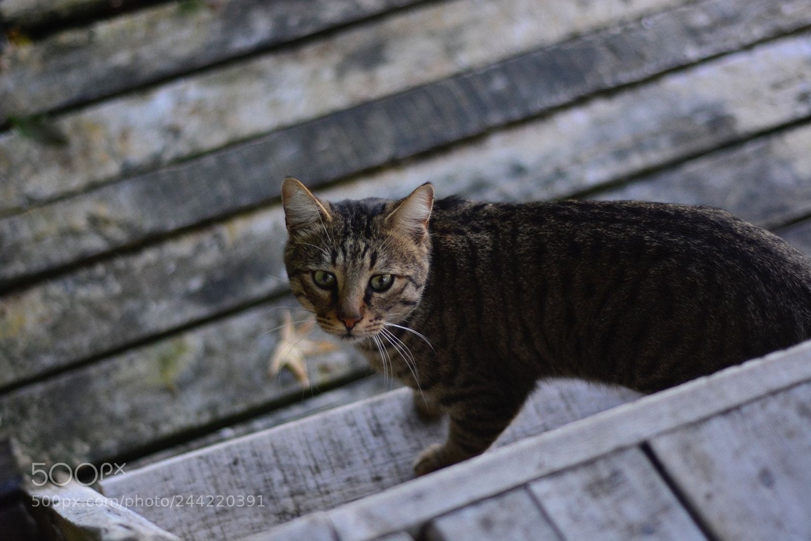 Nikon D7100 sample photo. Untitled photography
