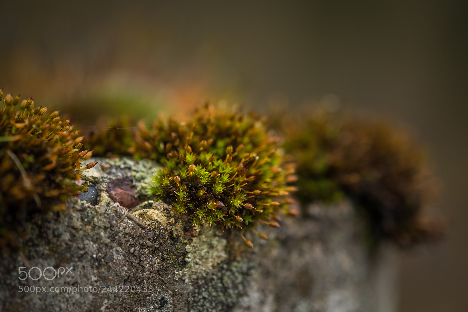 Fujifilm X-T1 sample photo. Moos auf betonpoller photography