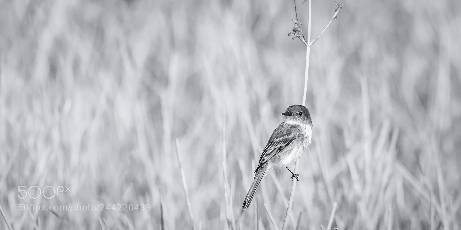Nikon D810 sample photo. Eastern phoebe hanging on photography