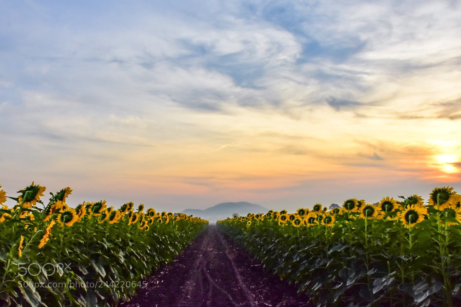 Nikon D7200 sample photo. Sun flowers & sun photography