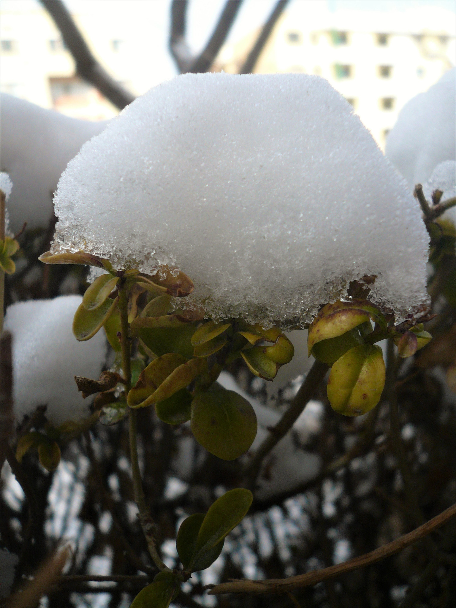 Panasonic DMC-FX07 sample photo. Snow photography