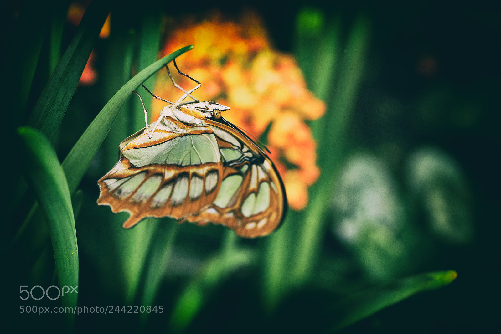 Sony a7R II + Sony FE 90mm F2.8 Macro G OSS sample photo. 2018_01_28 photography