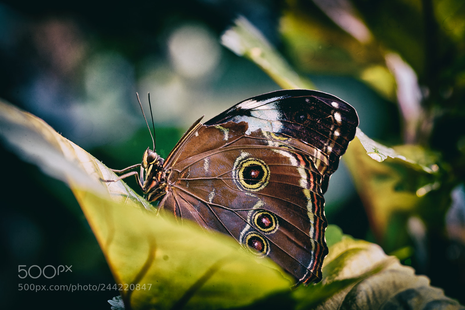 Sony a7R II + Sony FE 90mm F2.8 Macro G OSS sample photo. 2018_01_28 photography