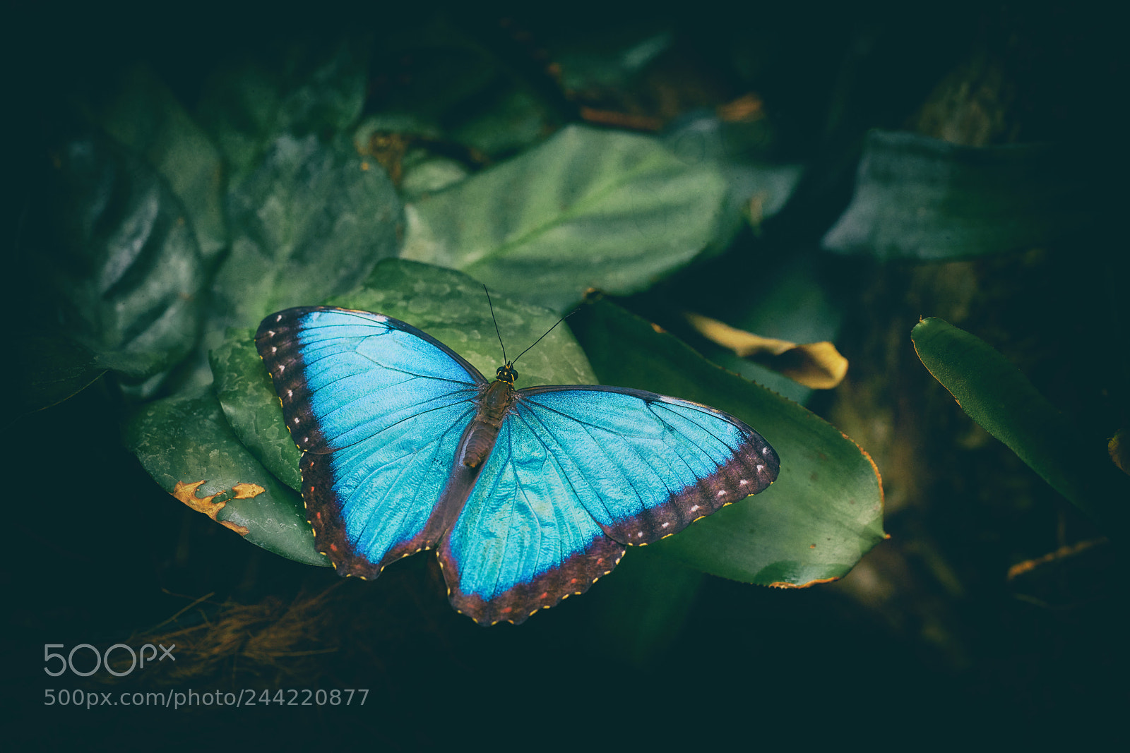 Sony a7R II + Sony FE 90mm F2.8 Macro G OSS sample photo. 2018_01_28 photography
