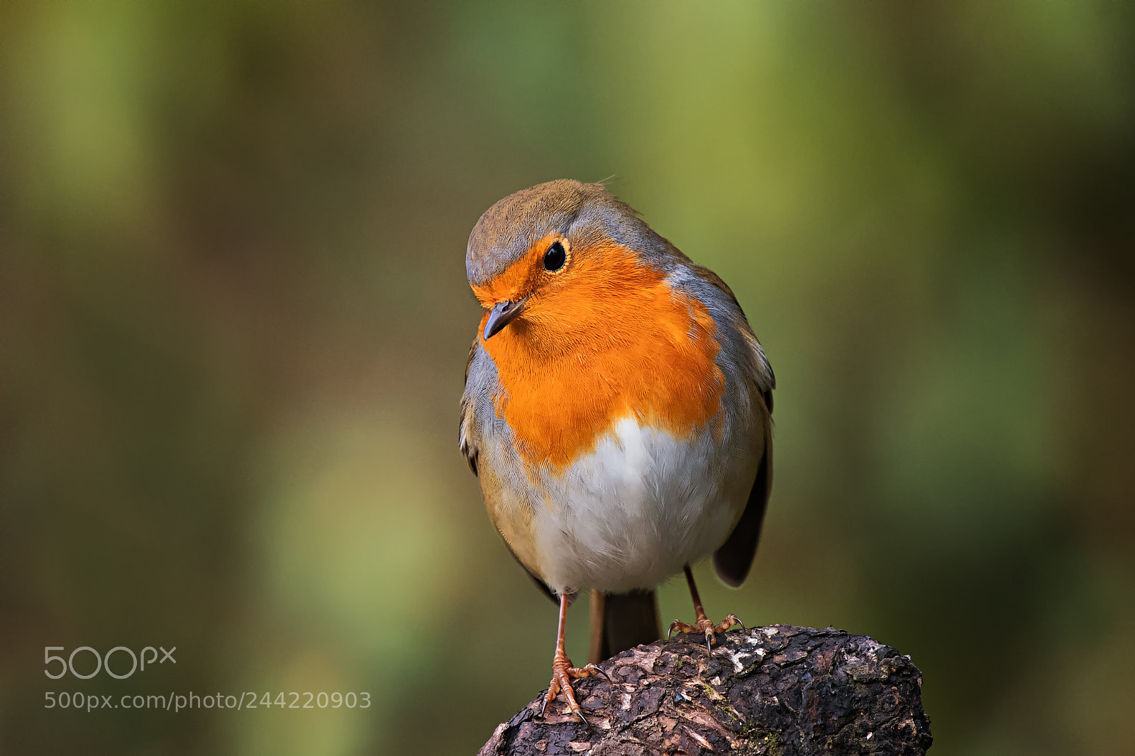 Nikon D500 sample photo. Robin a little thoughtful... photography