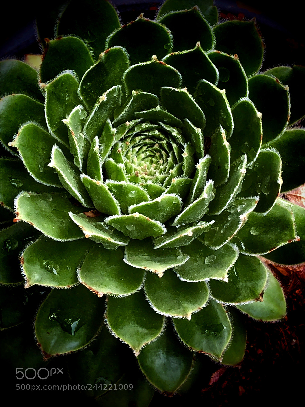 Apple iPhone X sample photo. Morning succulent, home grown photography