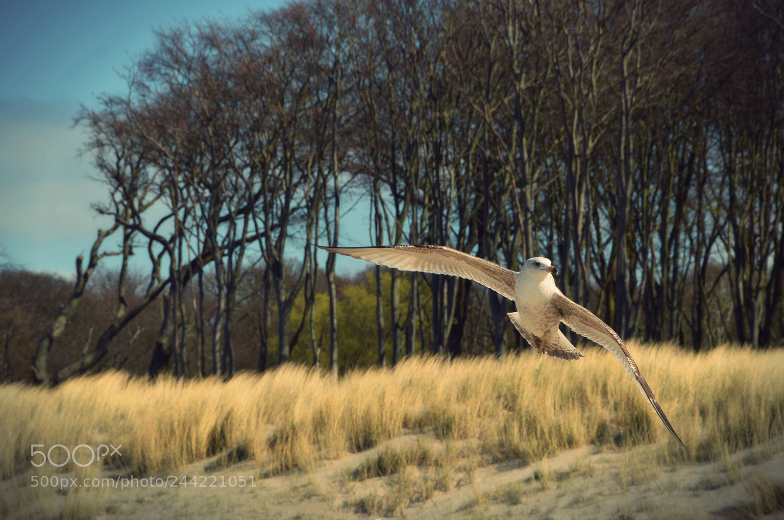 Nikon D3200 sample photo. Möwe photography
