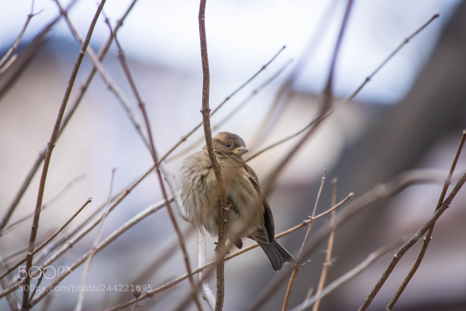 Canon EOS 760D (EOS Rebel T6s / EOS 8000D) sample photo. Waiting for sping photography