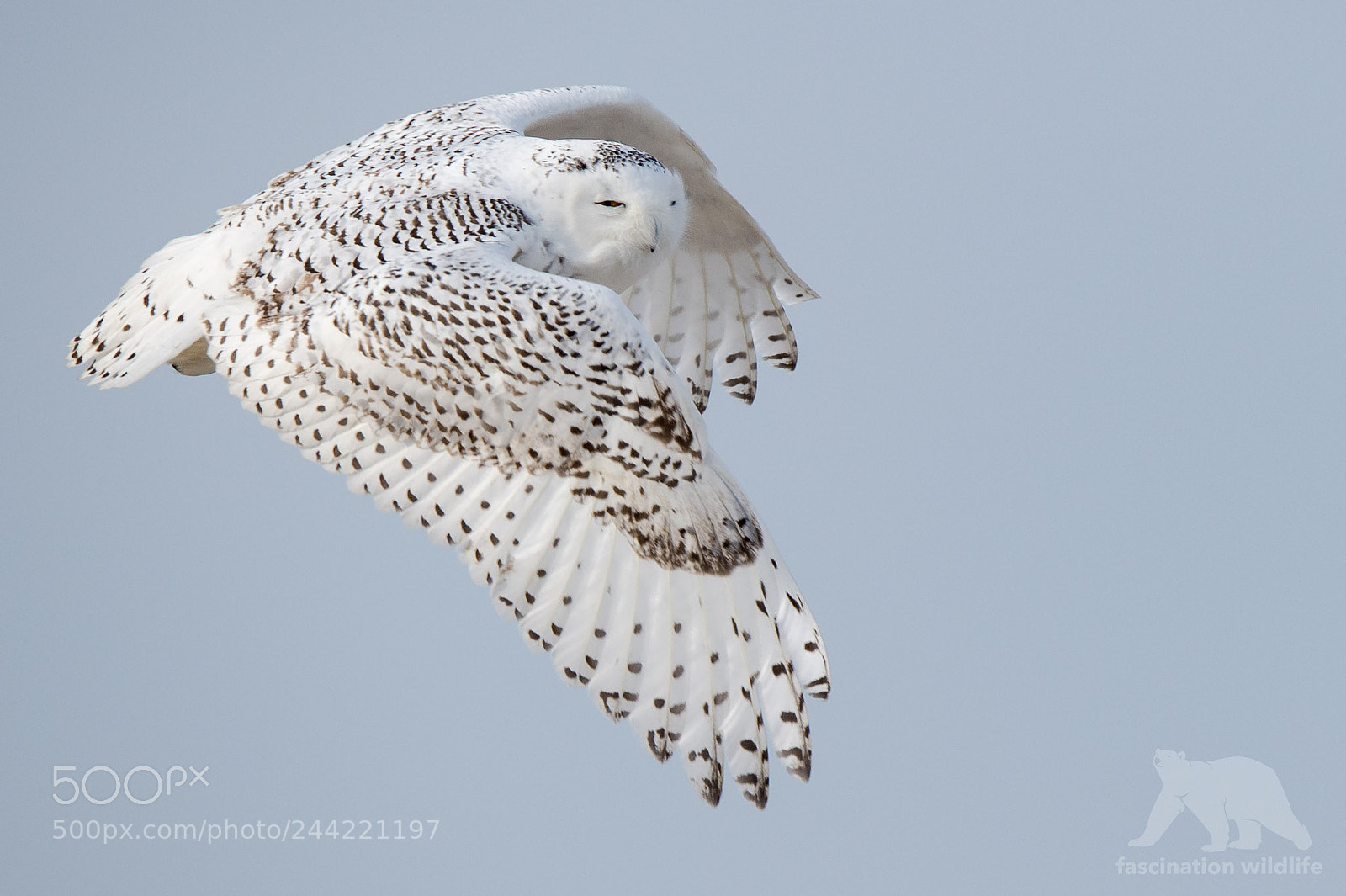 Nikon D4S sample photo. Snowy owl photography