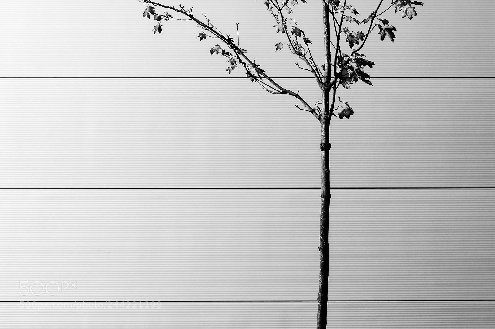 Canon EOS 40D sample photo. Sapling photography