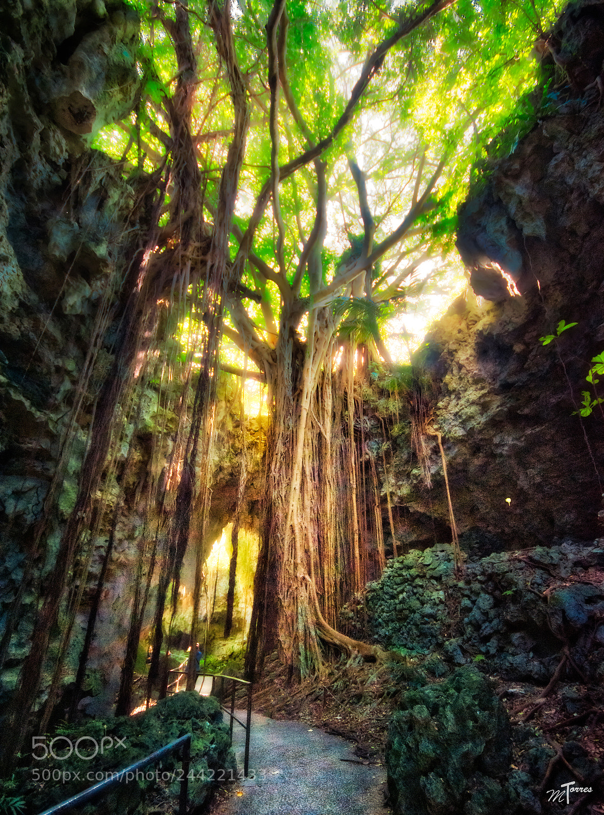 Nikon D7200 sample photo. Old banyon tree photography