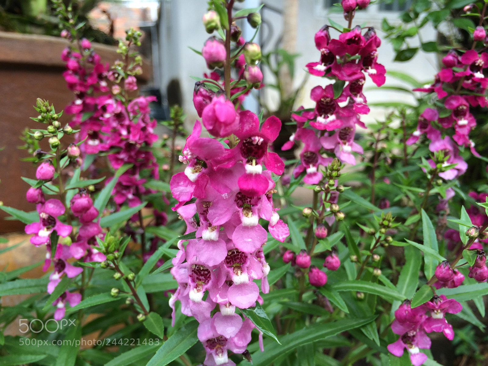 Apple iPhone 5s sample photo. Hoa photography