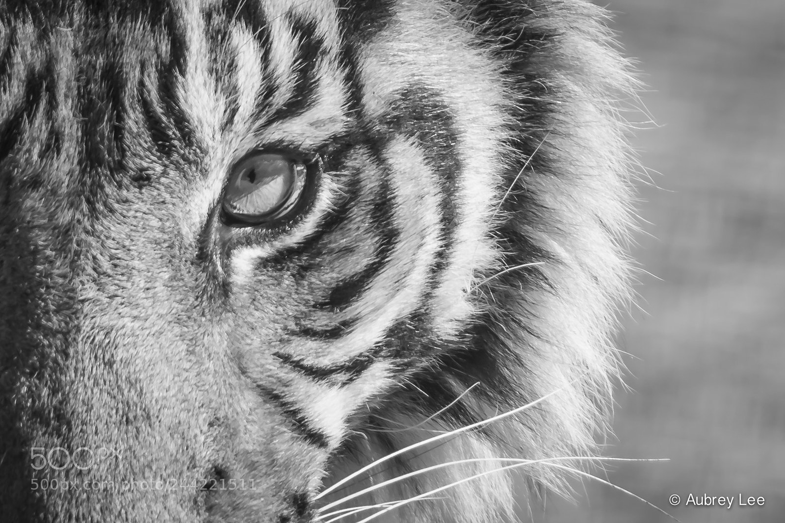 Nikon D610 sample photo. Eye of the tiger photography