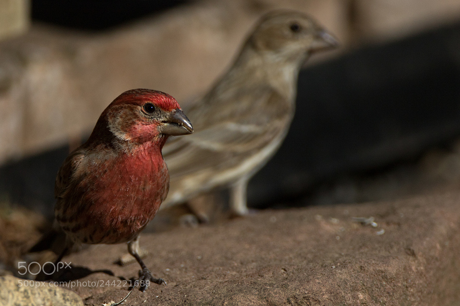 Canon EOS 7D Mark II sample photo. House finch pair photography