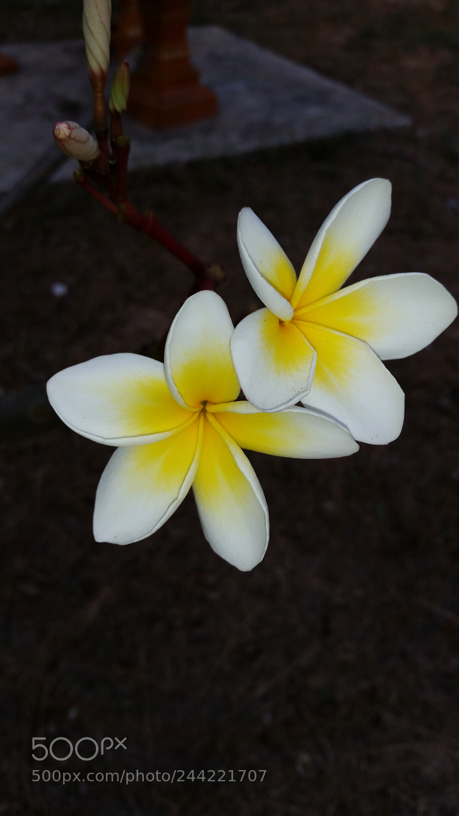 Samsung Galaxy S5 sample photo. 20160124_171552.jpg photography