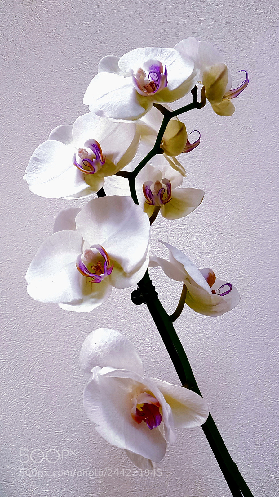 Samsung Galaxy S8+ sample photo. Orchid photography