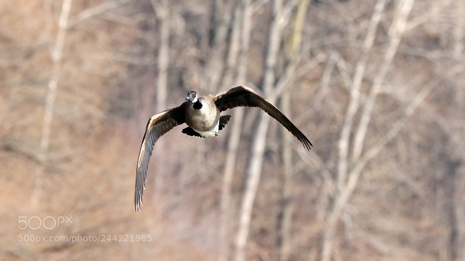 Canon EOS 7D Mark II sample photo. Canada goose photography