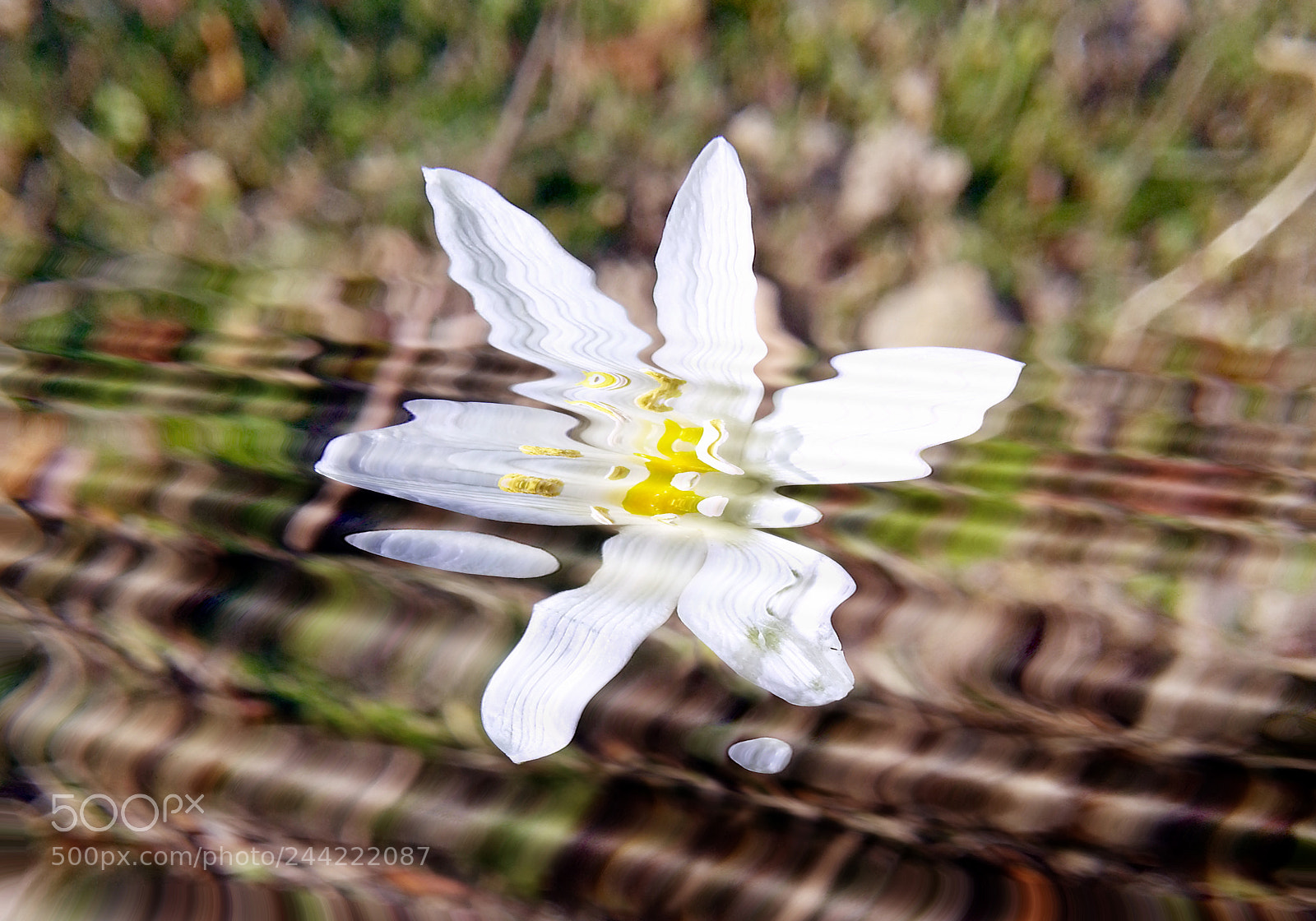 Samsung Galaxy Note2 sample photo. Water wavy flower photography
