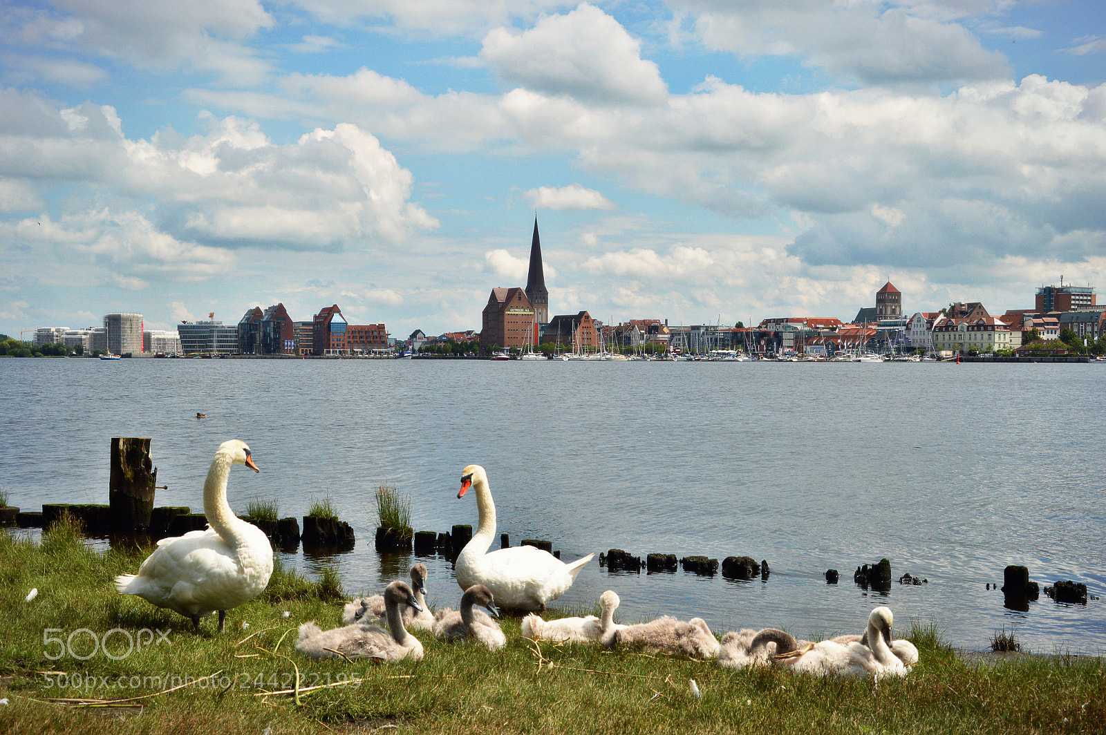 Nikon D3200 sample photo. Rostock schwanfamilie photography
