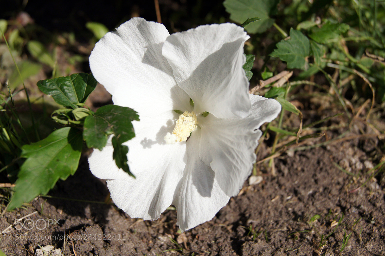 Sony SLT-A55 (SLT-A55V) sample photo. Hibiscus blossom in the photography