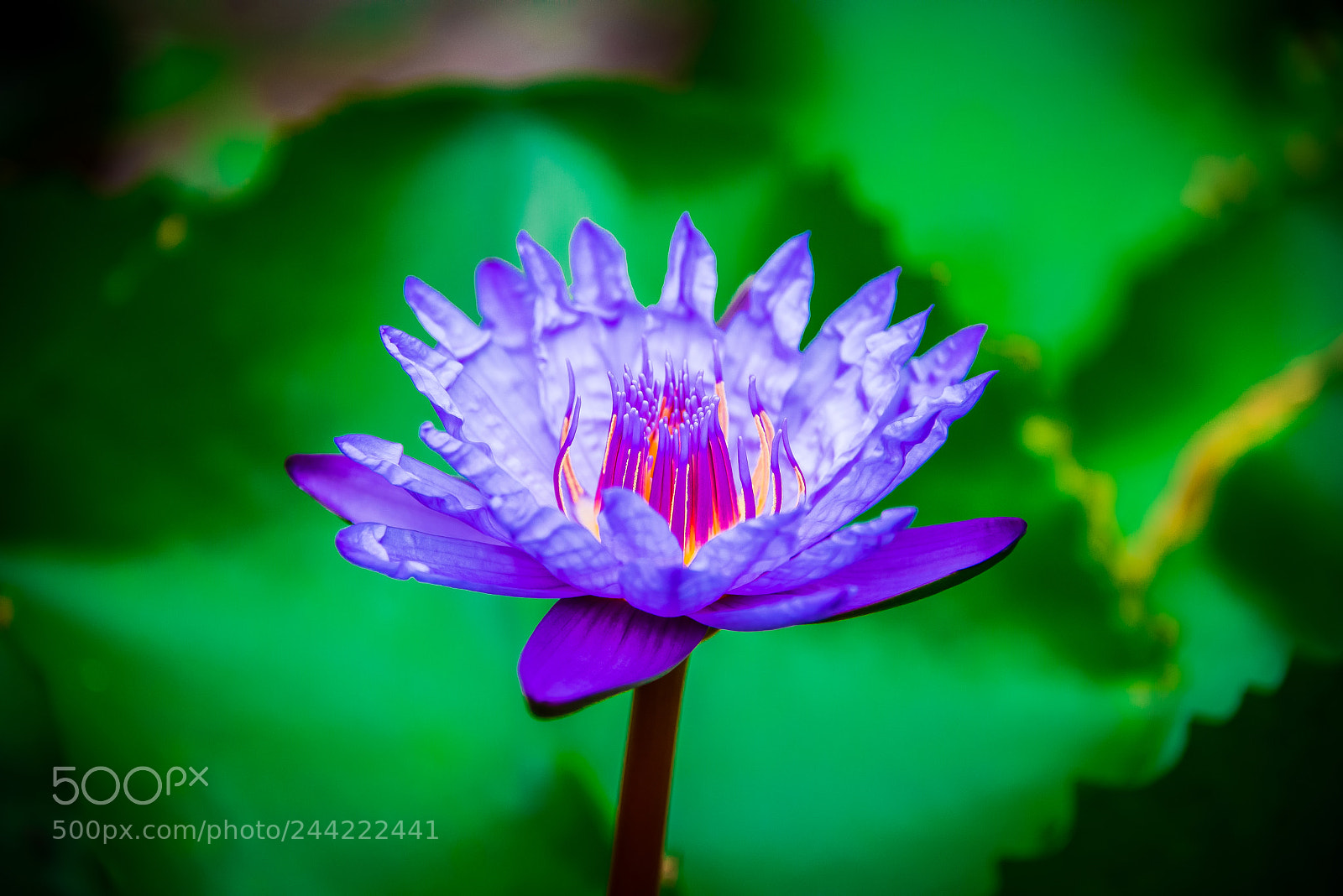 Nikon D800E sample photo. Lotus flower photography