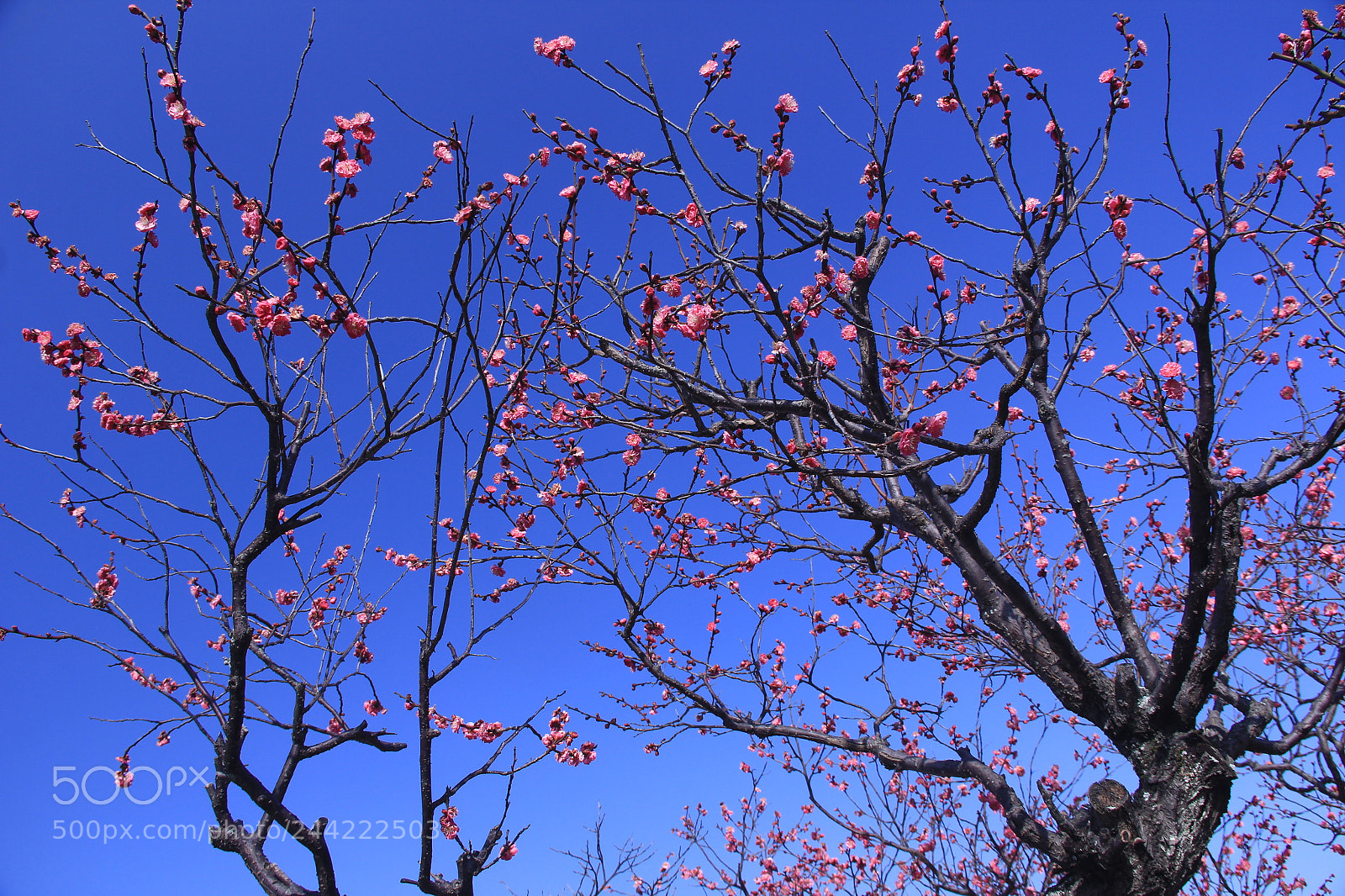 Canon EF-S 18-135mm F3.5-5.6 IS sample photo. Japanese apricot tree photography