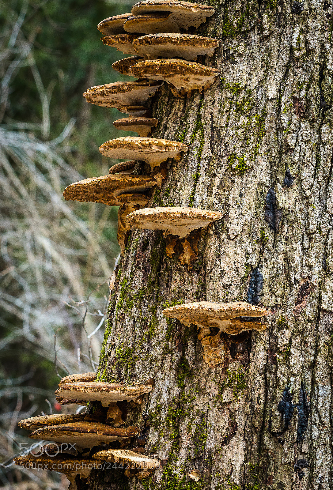 Nikon D500 sample photo. Steps photography