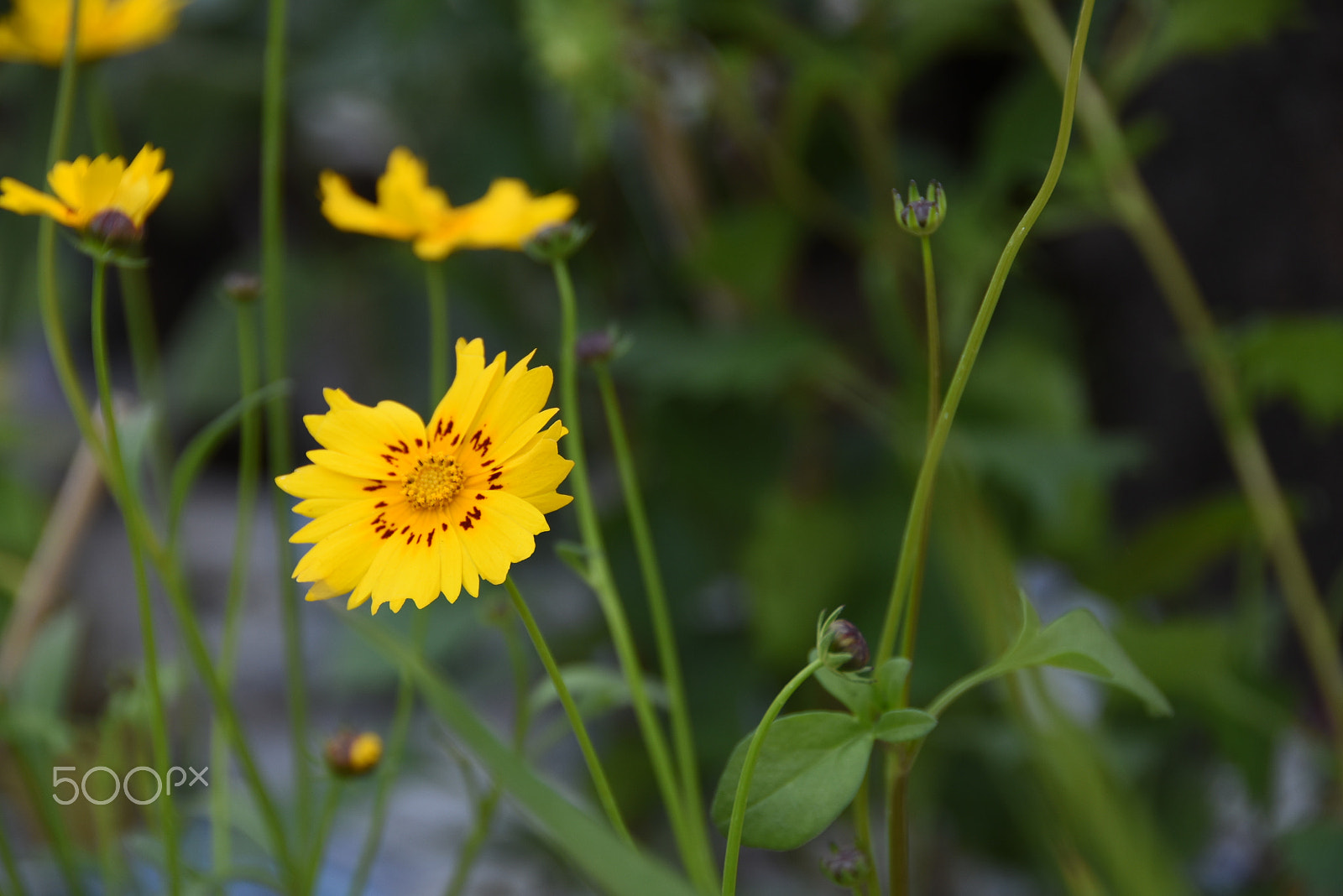 Nikon D7200 sample photo. Enjoying the little things photography