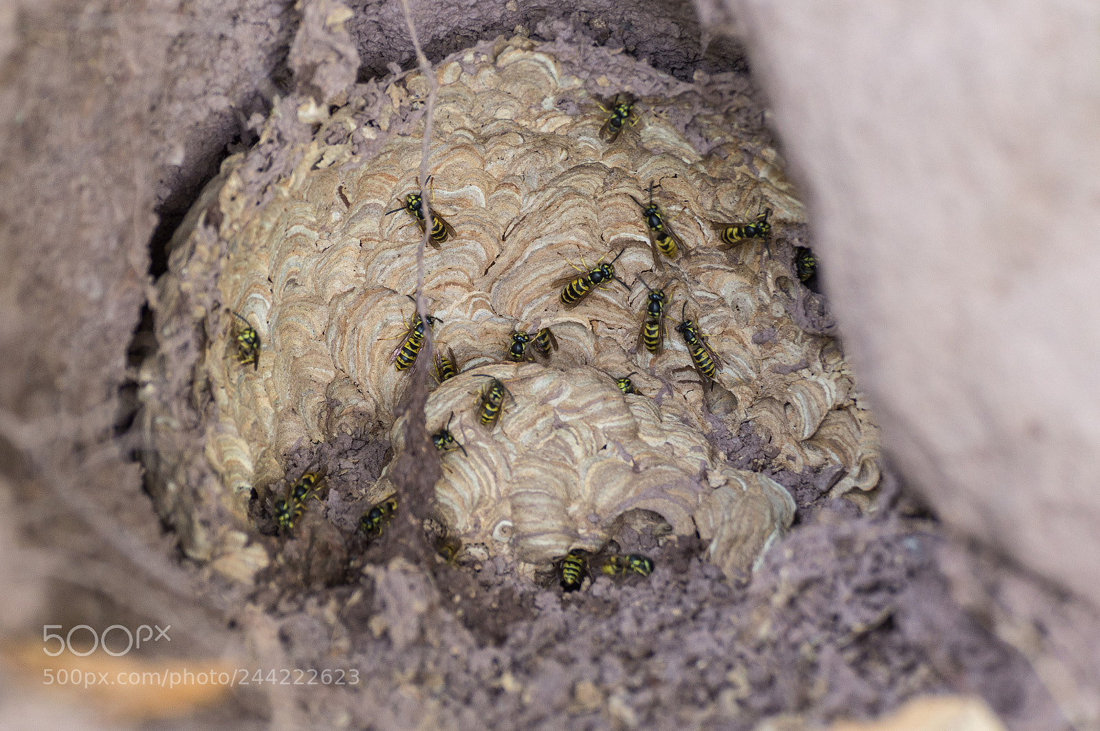Nikon D3200 sample photo. Nido a terra di photography