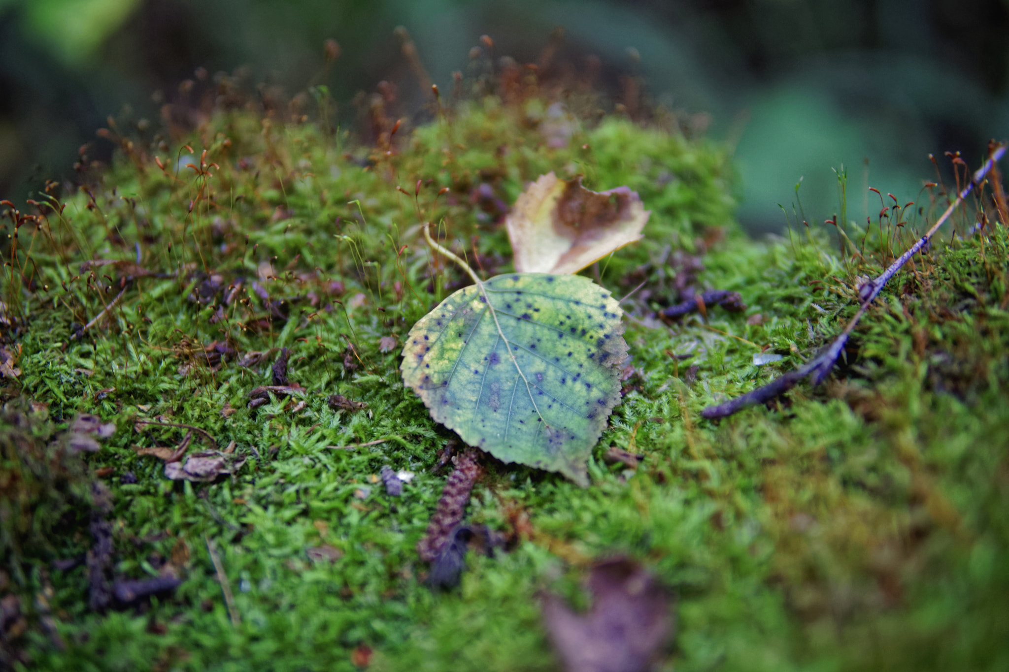 Sigma 30mm F1.4 DC DN | C sample photo. A whole world upon a one stump photography