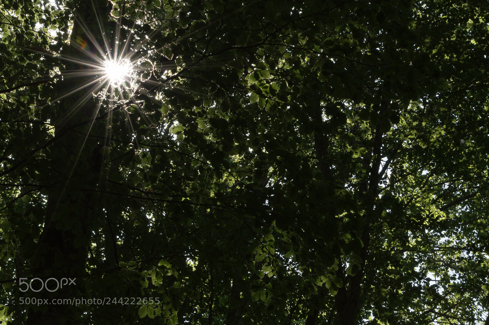 Nikon D3200 sample photo. Solar flare photography