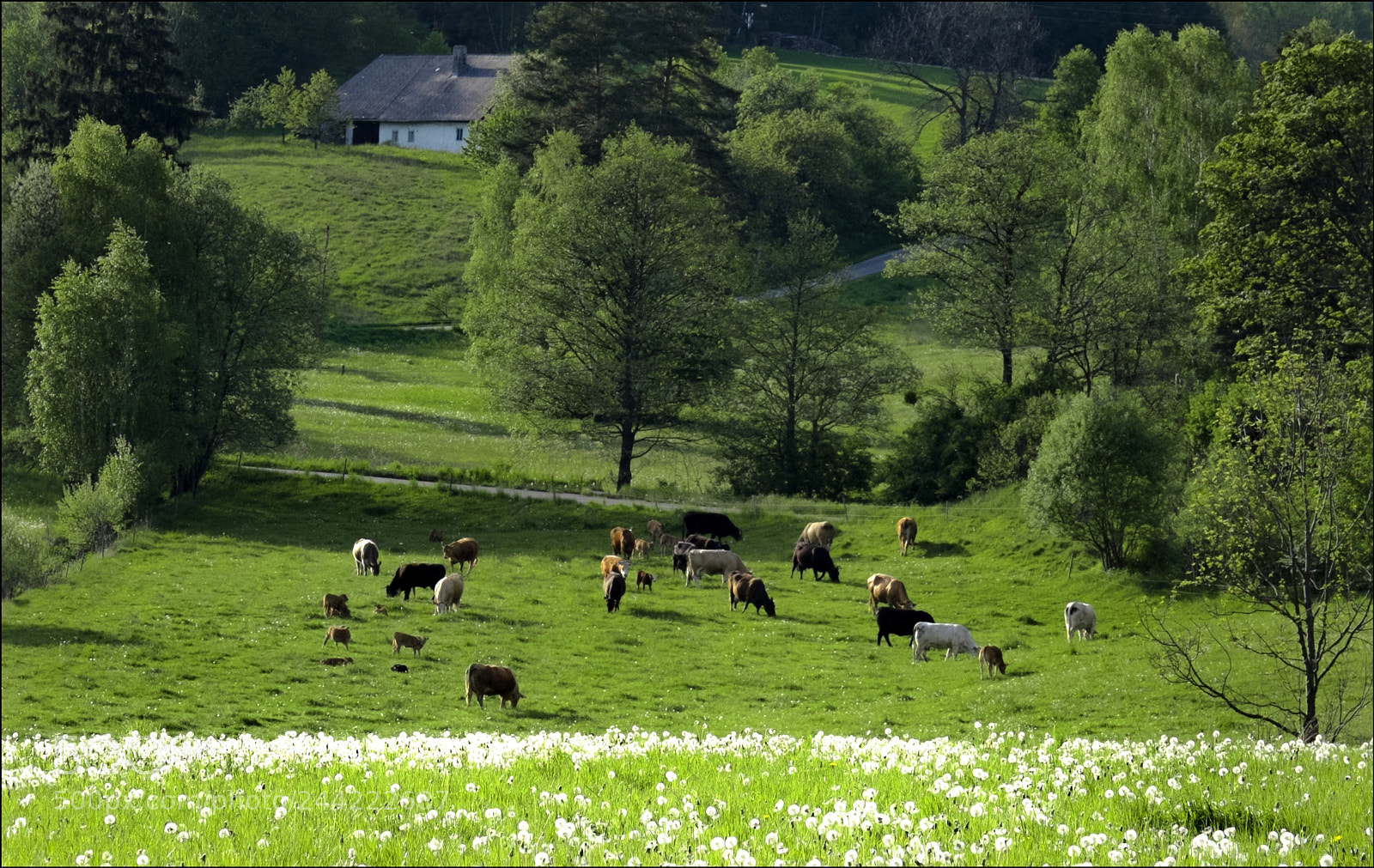 Fujifilm X-T1 sample photo. On grazing photography