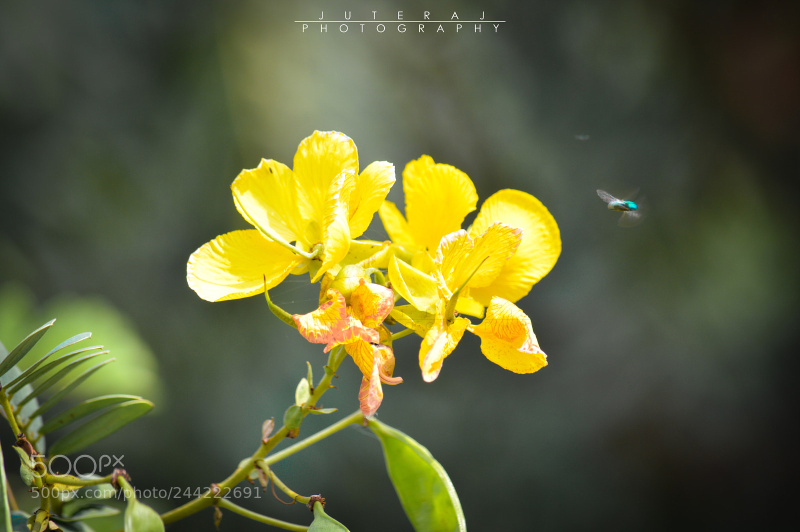 Nikon D3200 sample photo. Flower and bee photography