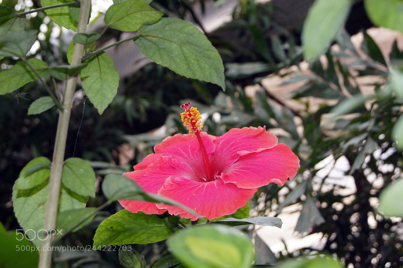 Sony SLT-A55 (SLT-A55V) sample photo. Hibiscus blossom in the photography