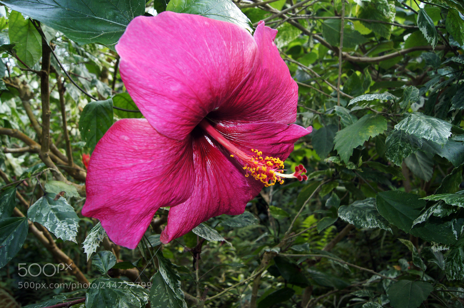 Sony SLT-A55 (SLT-A55V) sample photo. Hibiscus blossom in the photography